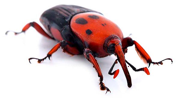 insecto picudo rojo uruguay