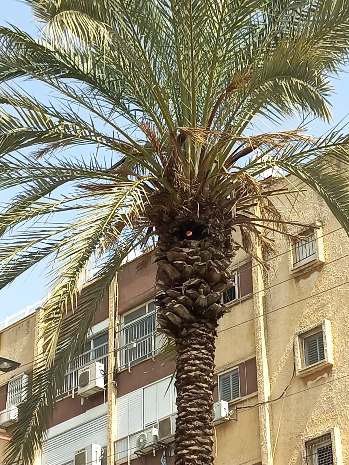 palmera con el sensor iotree instalado