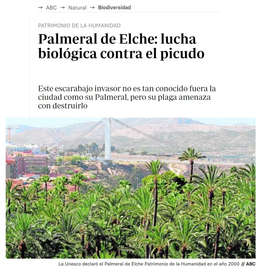 El picudo rojo ataca los palmares de Elche en España