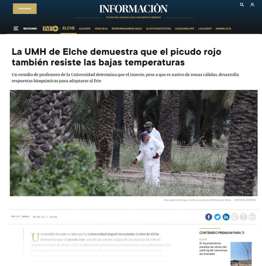 Situación del picudo rojo en Elche