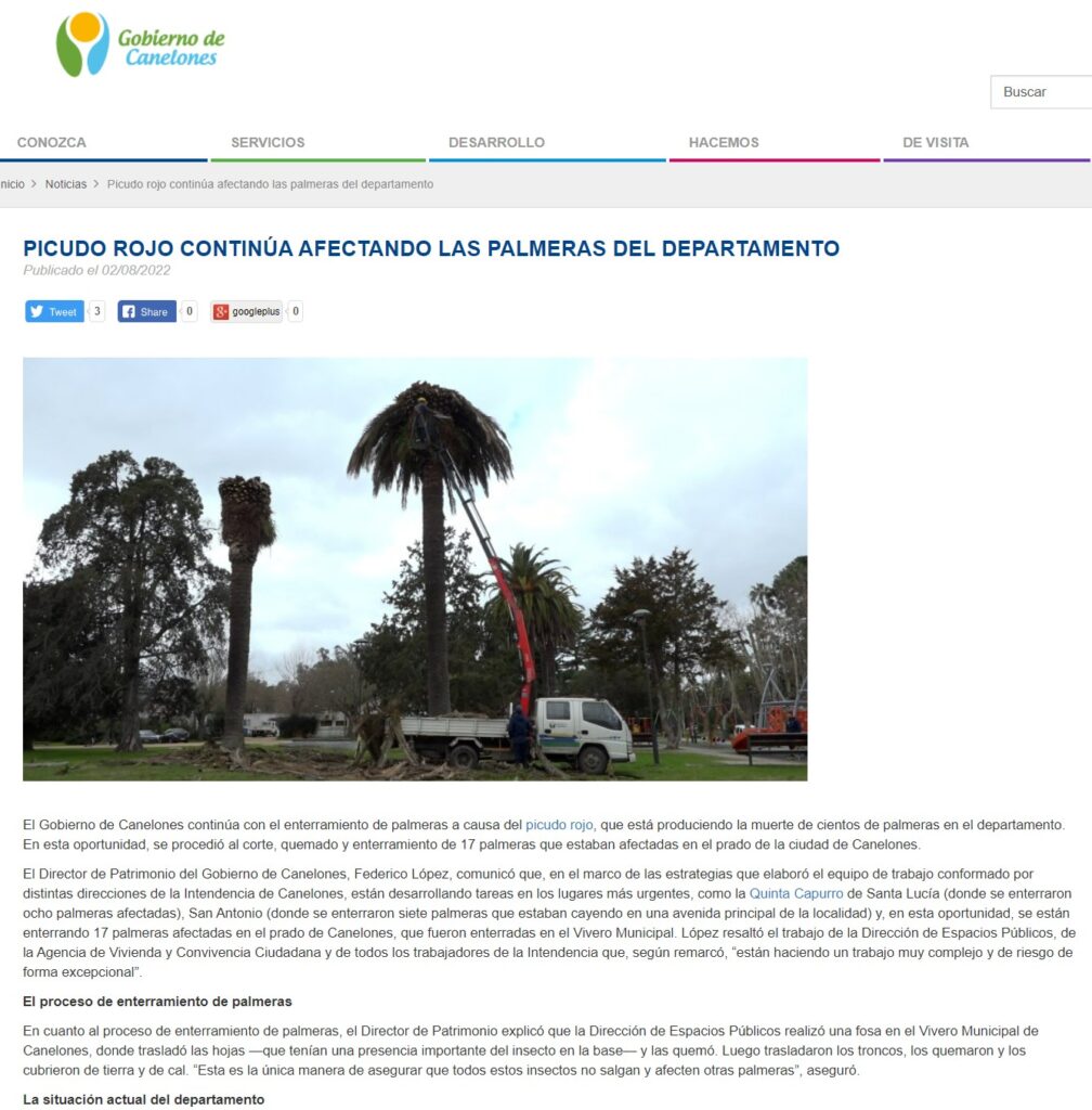 Gobierno de Canelones combate al picudo rojo