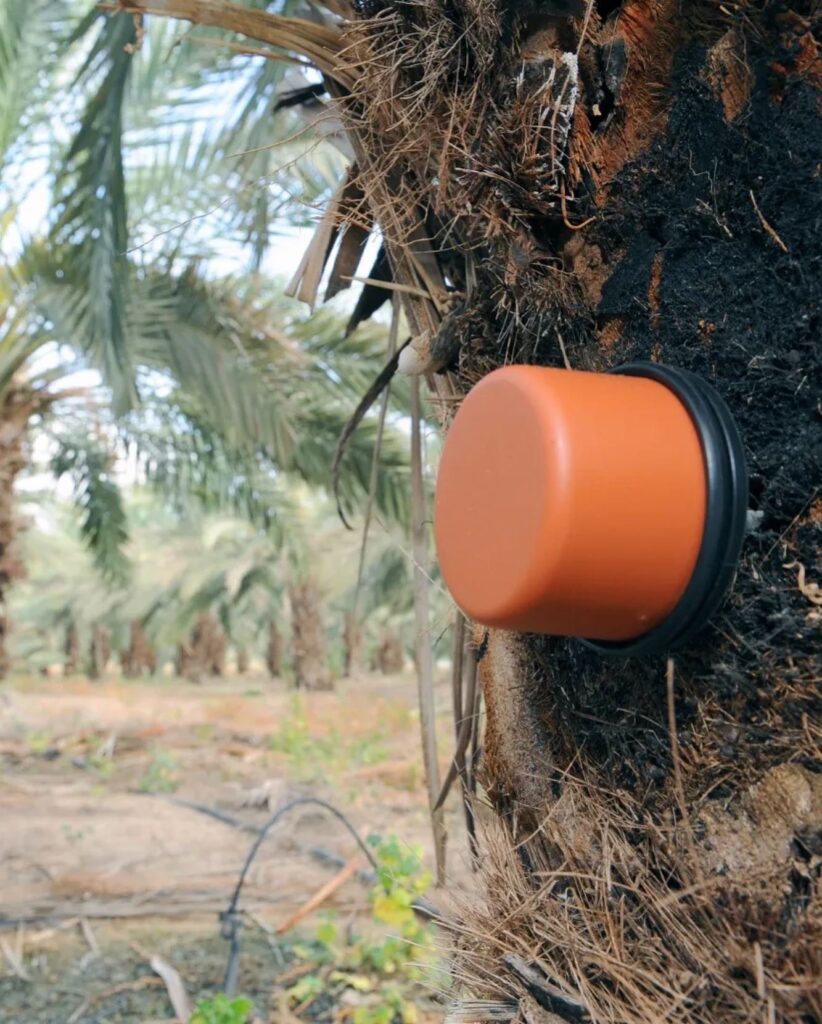 El sensor IoTree instalado en el estípite de la palmera