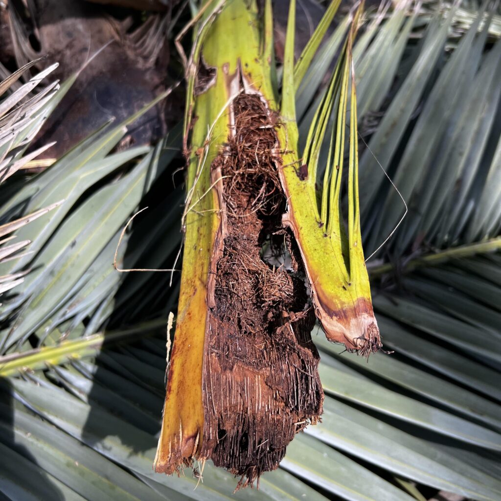Brote apical de palmera fenix dañado por el picudo rojo