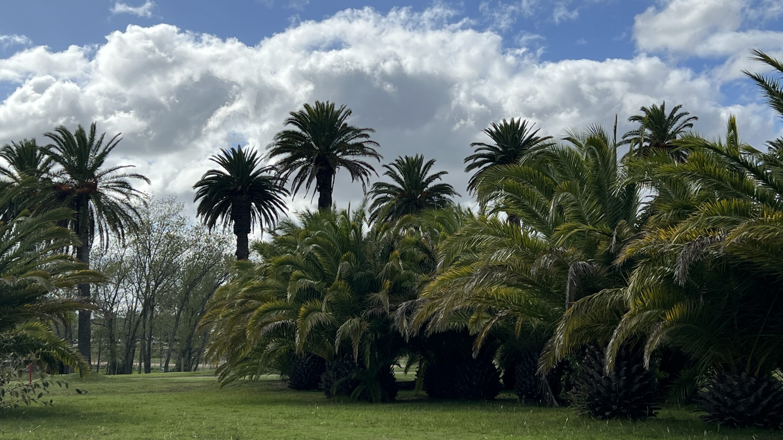 paisaje de palmeras Phoenix canarienses